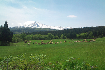 鳥海高原花立 牧場fest2015 2