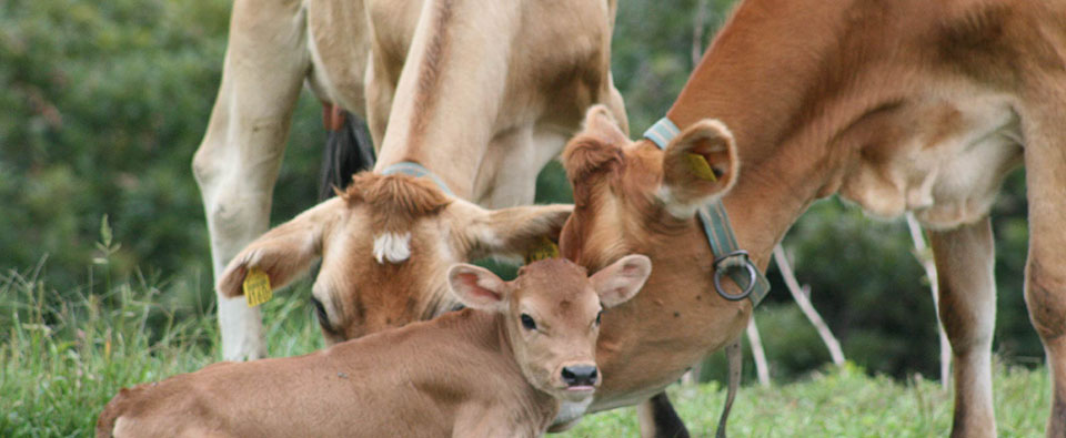 農事組合法人　鳥海高原　花立牧場　トップページ